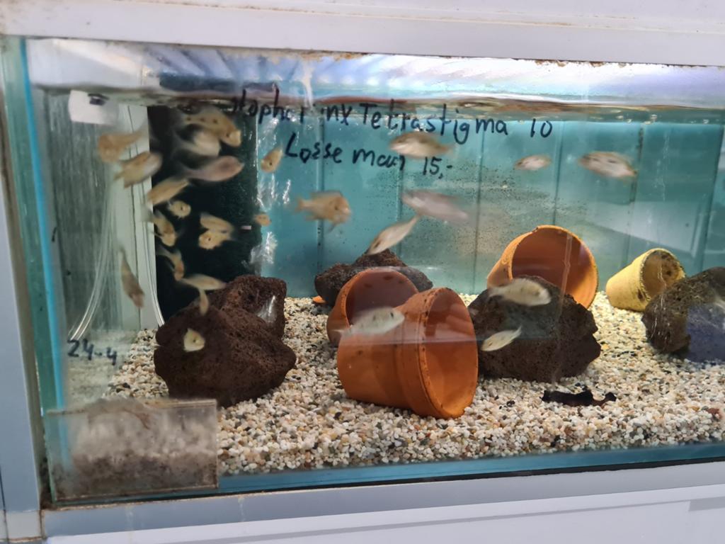 Otopharynx Tetrastigma Malawi Cichliden, Dieren en Toebehoren, Vissen | Aquariumvissen, Vis, Zoetwatervis