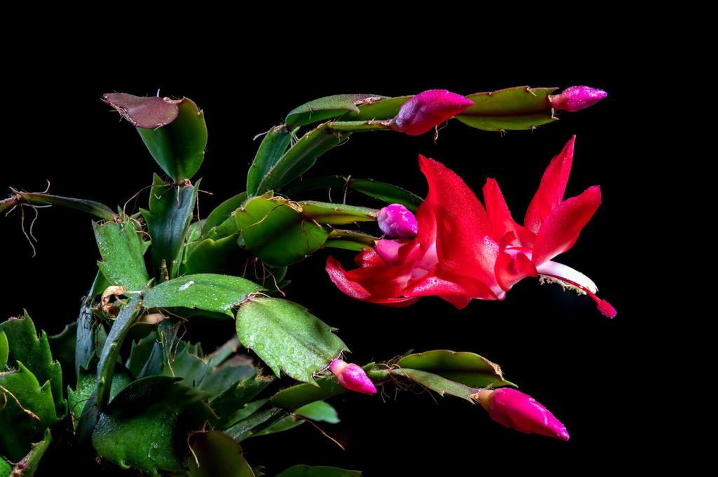 Schlumbergera stekken, Bloeiende kamerplant, Ophalen of Verzenden, Halfschaduw