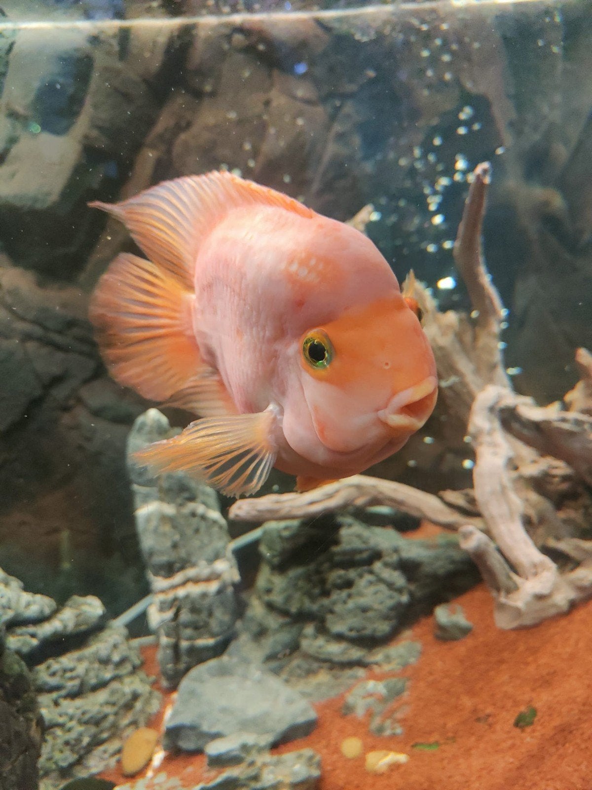 Papegaai Cichlide (Red Parrot Cichlid), Vis