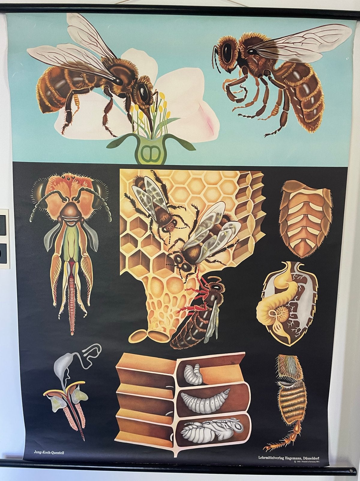 Schoolplaat van de honingbij door Jung-Koch-Quentell, Ophalen of Verzenden, Natuur en Biologie