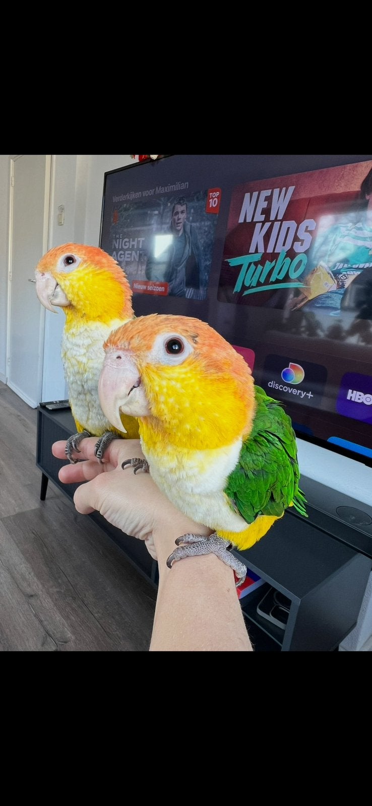 Caique koppel roestkoppen clowntjes zoeken nieuw huisje, Dieren en Toebehoren, Vogels | Parkieten en Papegaaien, Meerdere dieren