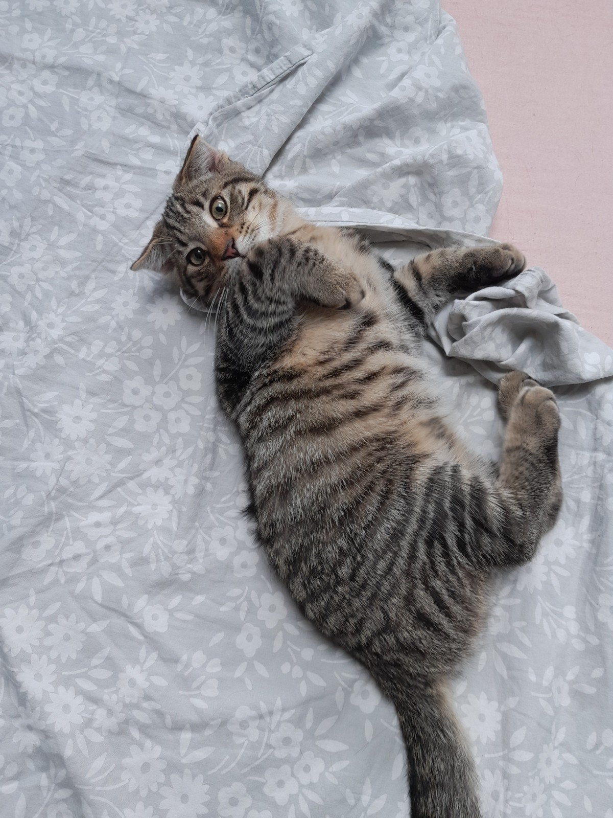 LIEVE KITTENS ZOEKEN SNEL EEN GOED THUIS Prijs bespreekbaar, Dieren en Toebehoren, Katten en Kittens | Raskatten | Korthaar, Meerdere dieren