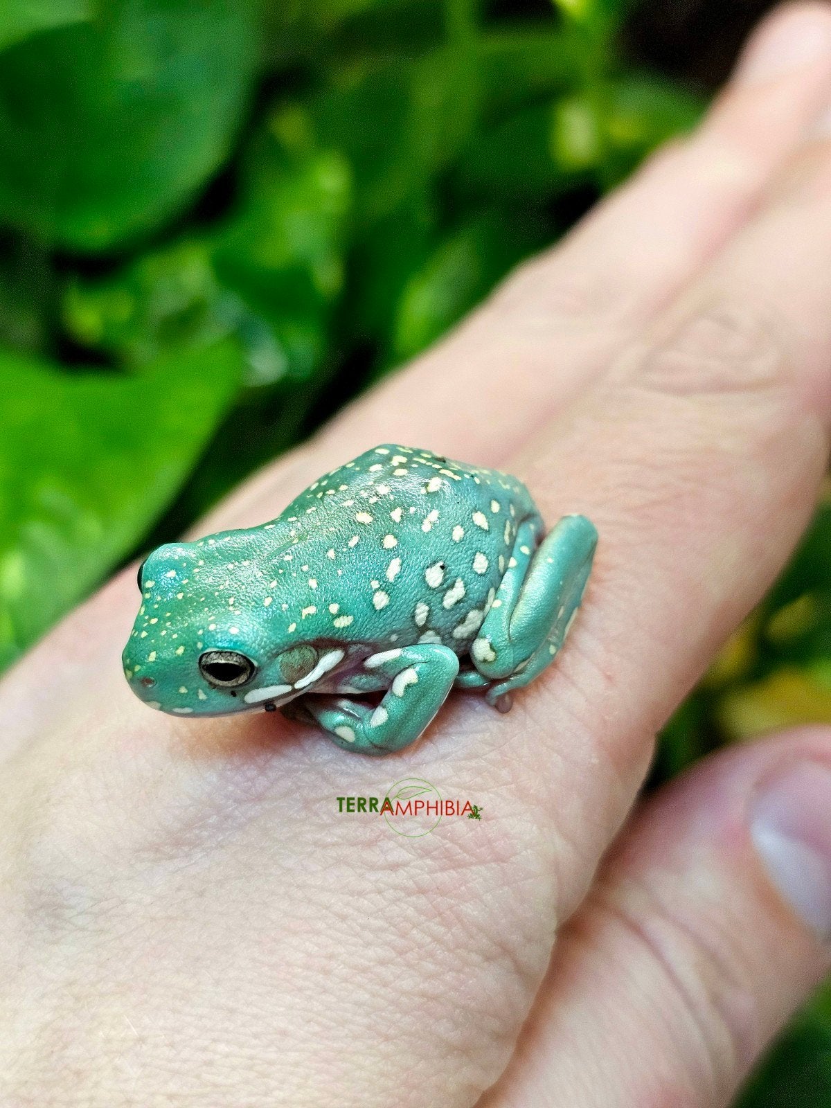 Litoria caerulea verschillende (koraalteen boomkikker) Frog - unknown for sale from Terra-amphibia