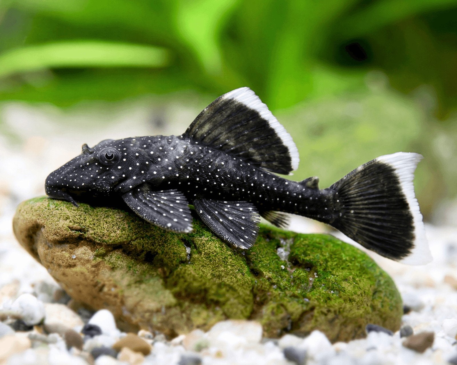 Gezocht! Ancistrus dolichopterus L183 "Starlight", Vis, Zoetwatervis, Schoolvis