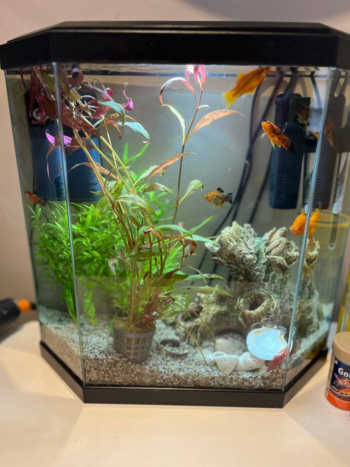 Compleet aquarium incl alles!, Dieren en Toebehoren