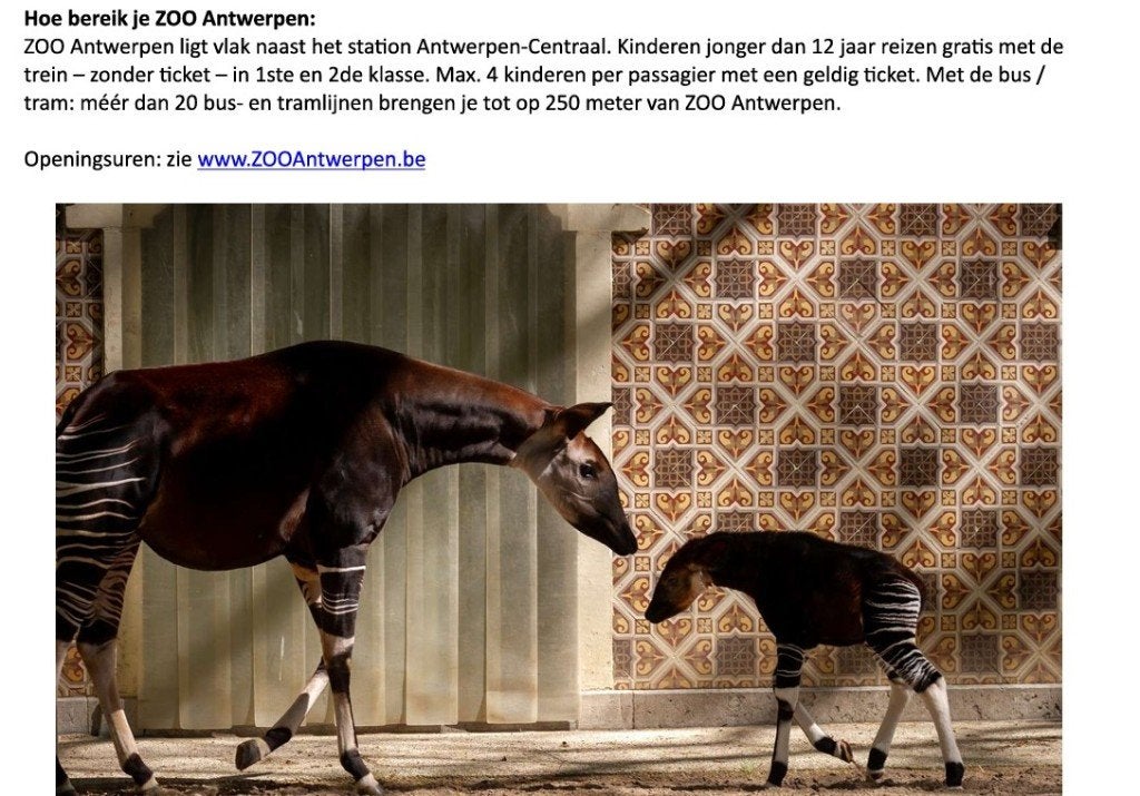 Ticket Antwerpen Zoo geldig t/m 03-01-27, Eén persoon, Ticket of Toegangskaart