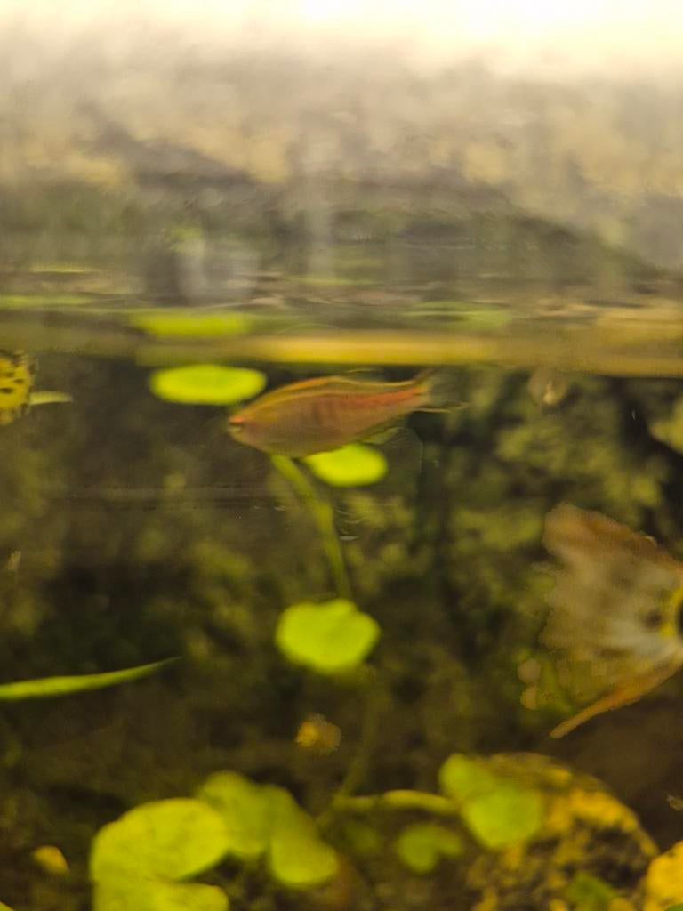 Danio 2 stuks, Dieren en Toebehoren, Vis