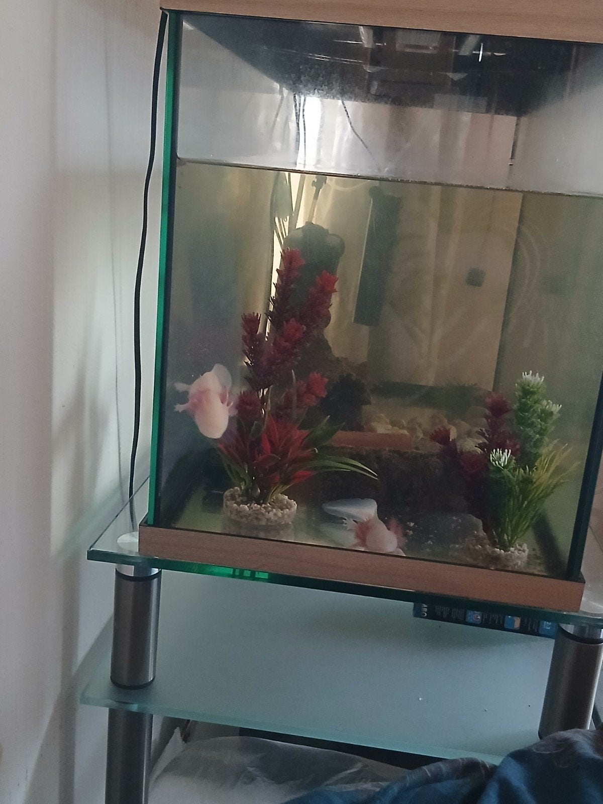 axolotls gratis, Ophalen