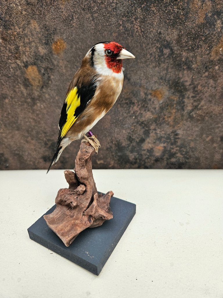 Prachtige nieuw opgezette donkere wildkleur Putter ( major ), Ophalen of Verzenden, Nieuw, Vogel, Opgezet dier