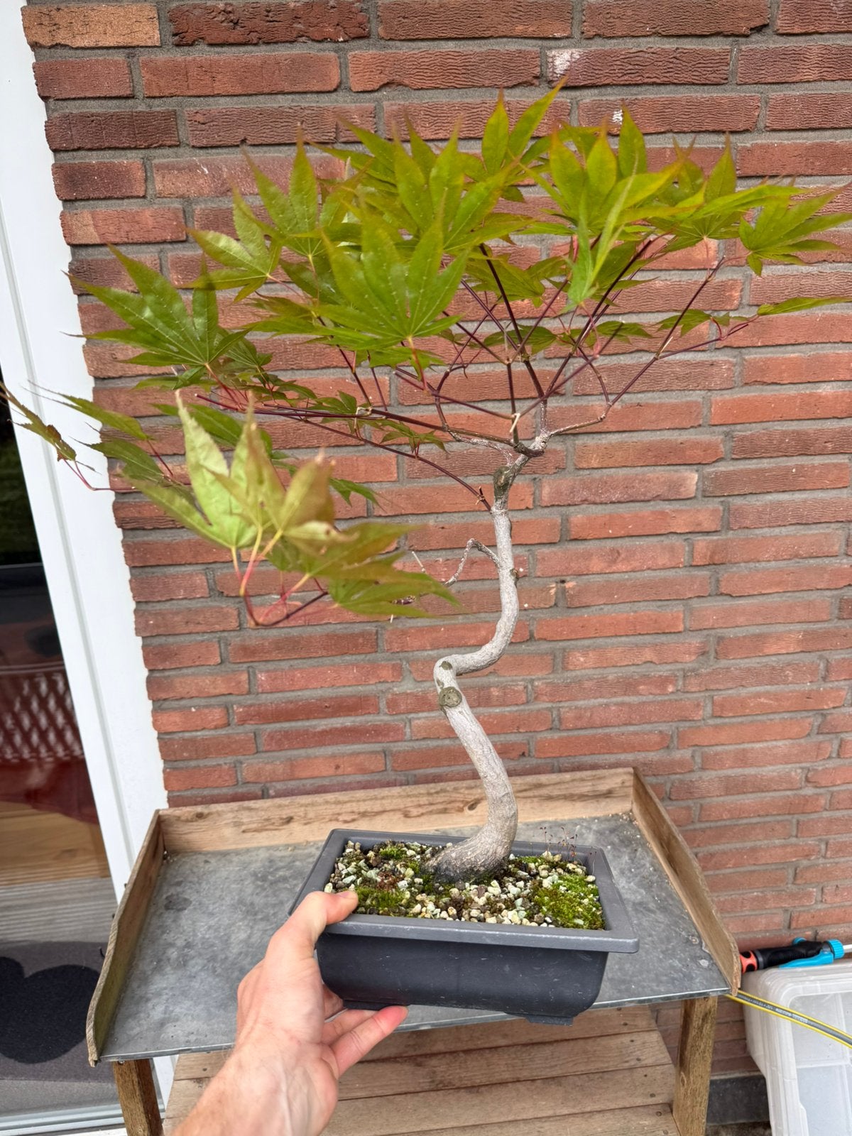 Japanse Esdoorn Bonsai 12 jaar oud #1, Volle zon, Minder dan 100 cm, Zomer, Overige soorten