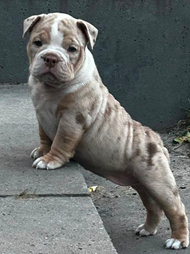 Old english bulldog pups, Dieren en Toebehoren, Honden | Bulldogs, Pinschers en Molossers, Parvo, 8 tot 15 weken, Bulldog, Meerdere