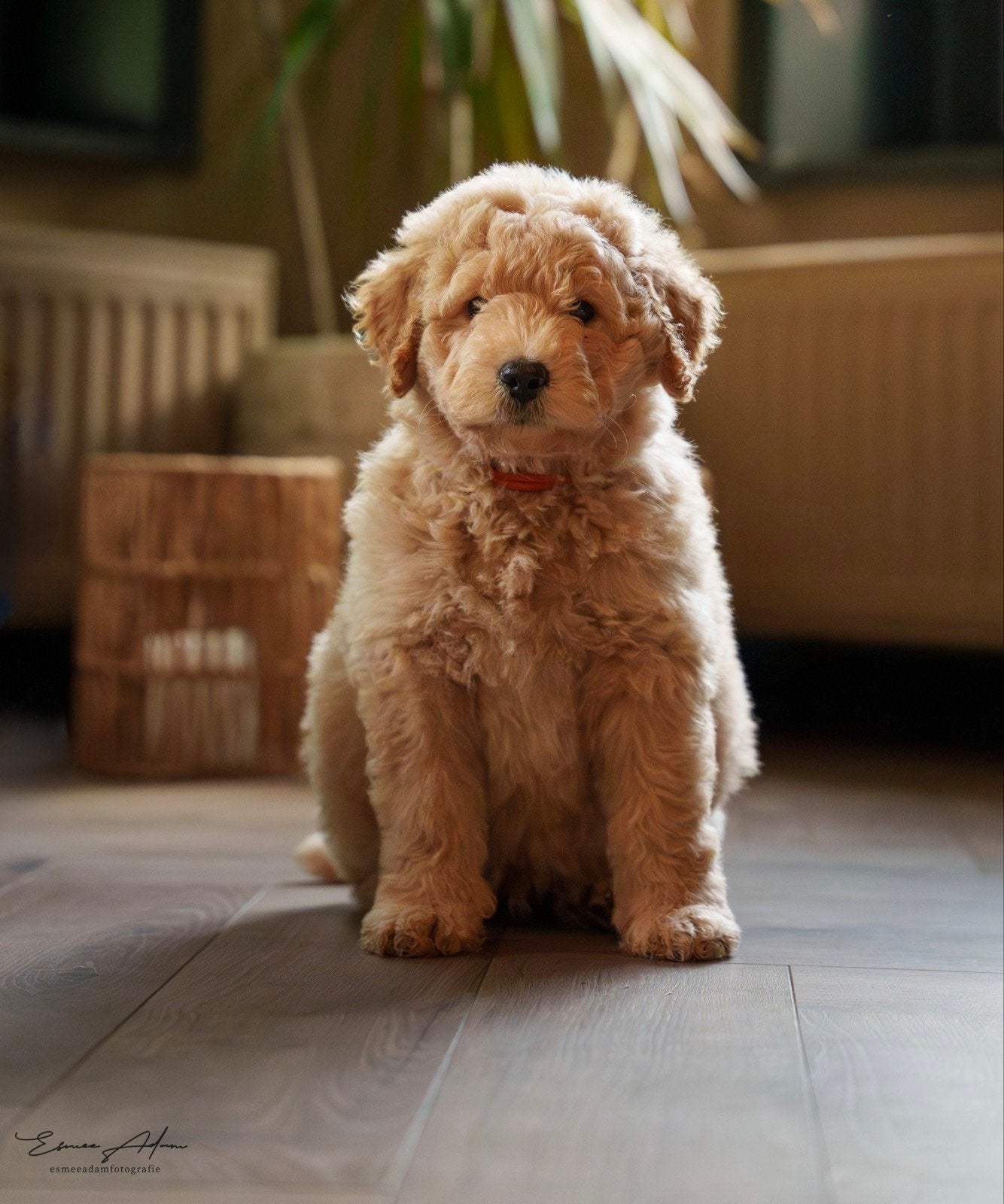 Medium Bernedoodle pups – nog enkele beschikbaar, Overige rassen, CDV (hondenziekte), 8 tot 15 weken, Meerdere