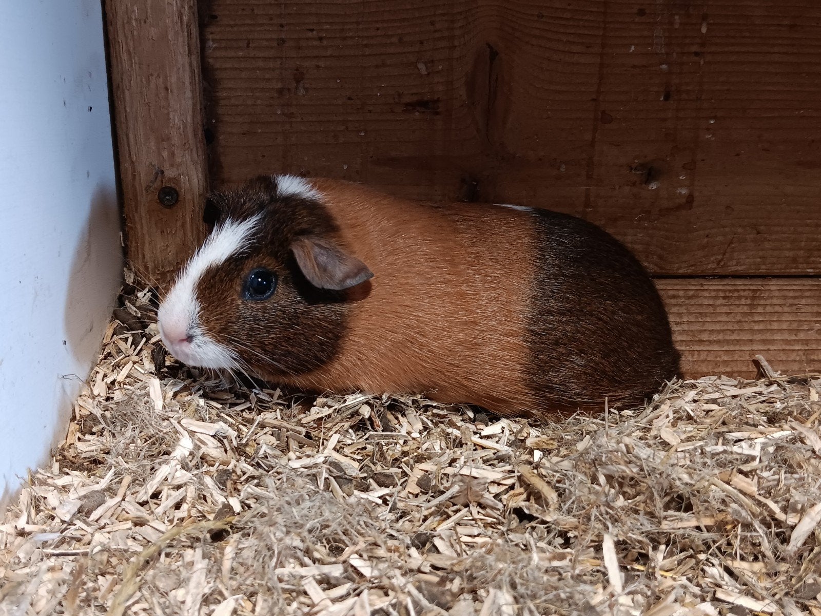 Mooie jonge cavia, Dieren en Toebehoren, Juni, Vrouwelijk, Cavia