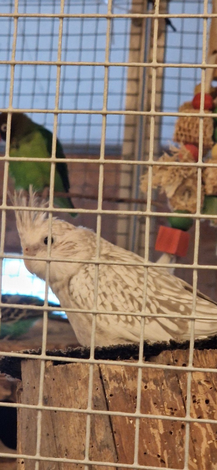 2 jonge valkparkietjes om tam te maken, Dieren en Toebehoren, Vogels | Parkieten en Papegaaien, Dwergpapegaai of Agapornis, Tam