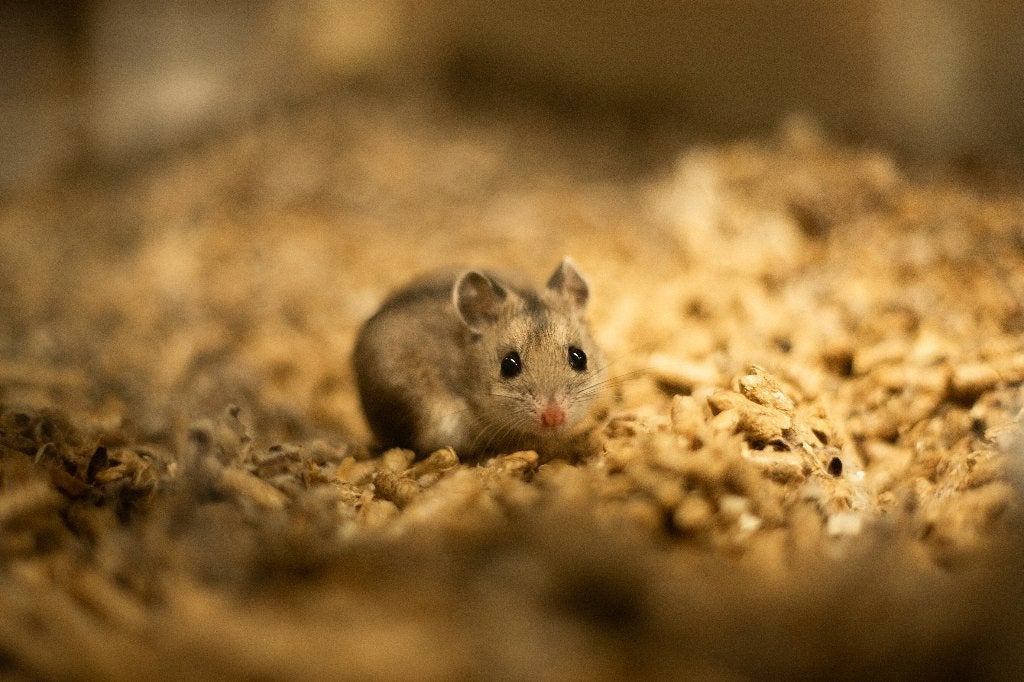 Chinese dwerghamster | Jonge hamsters | Goed tam te maken