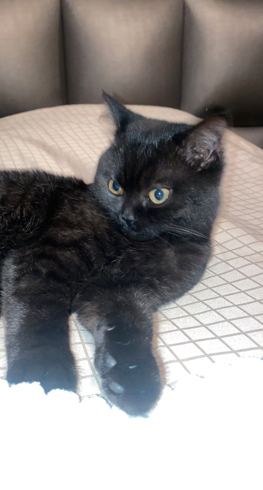 Britse korthaar kater 5 jaar zoekt lief baasje!, Dieren en Toebehoren, Katten en Kittens | Dekkaters, 3 tot 5 jaar