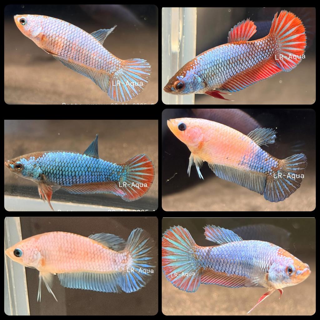 Betta Kempvis Vrouwen HMPK, Dieren en Toebehoren, Vis