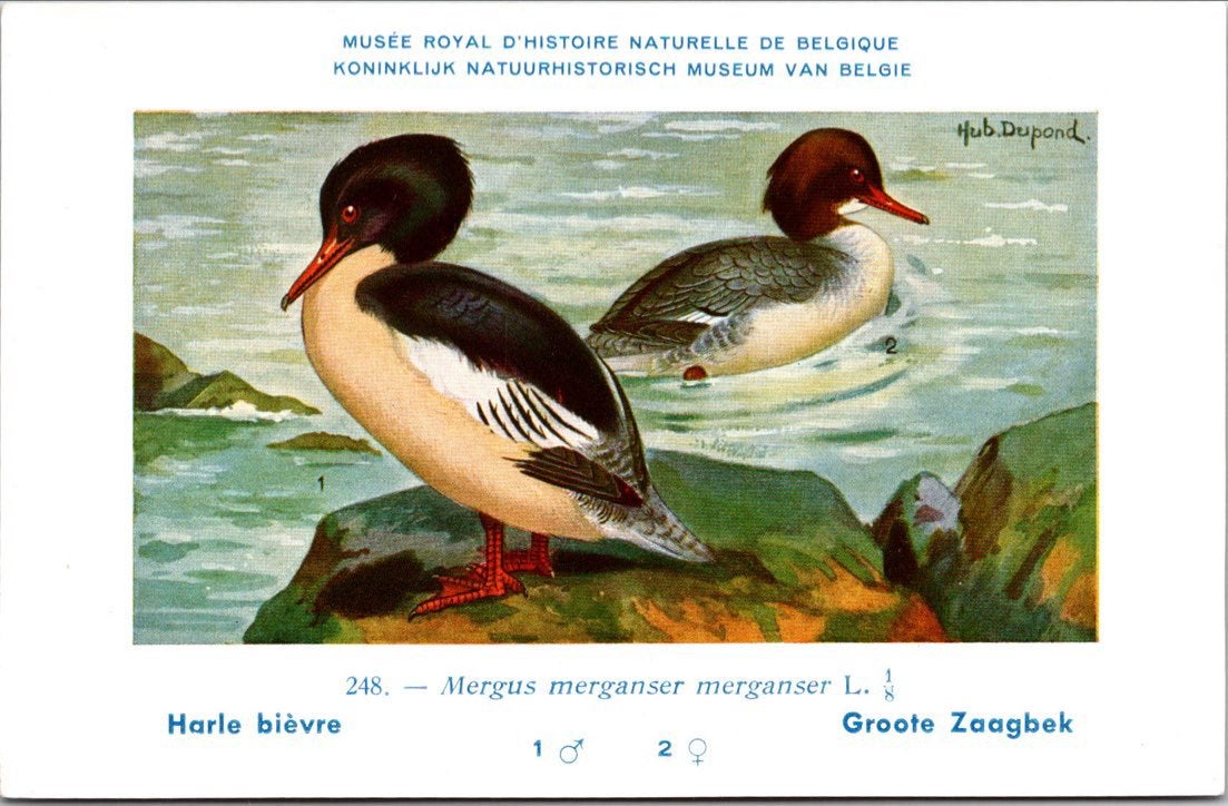 Groote Zaagbek / Common Merganser – Nº 248 – (KBIN / IRSNB), Verzamelen, Verzenden, 1940 tot 1960, Ongelopen, Vogel