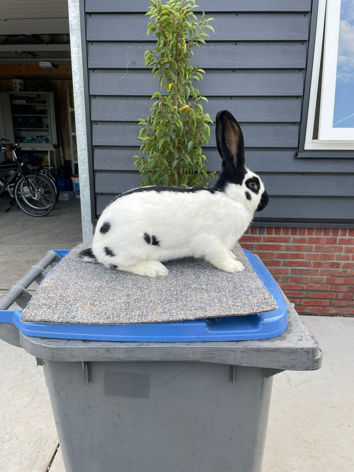 Mooie lotharinger voedster, Vrouwelijk, Groot, 0 tot 2 jaar