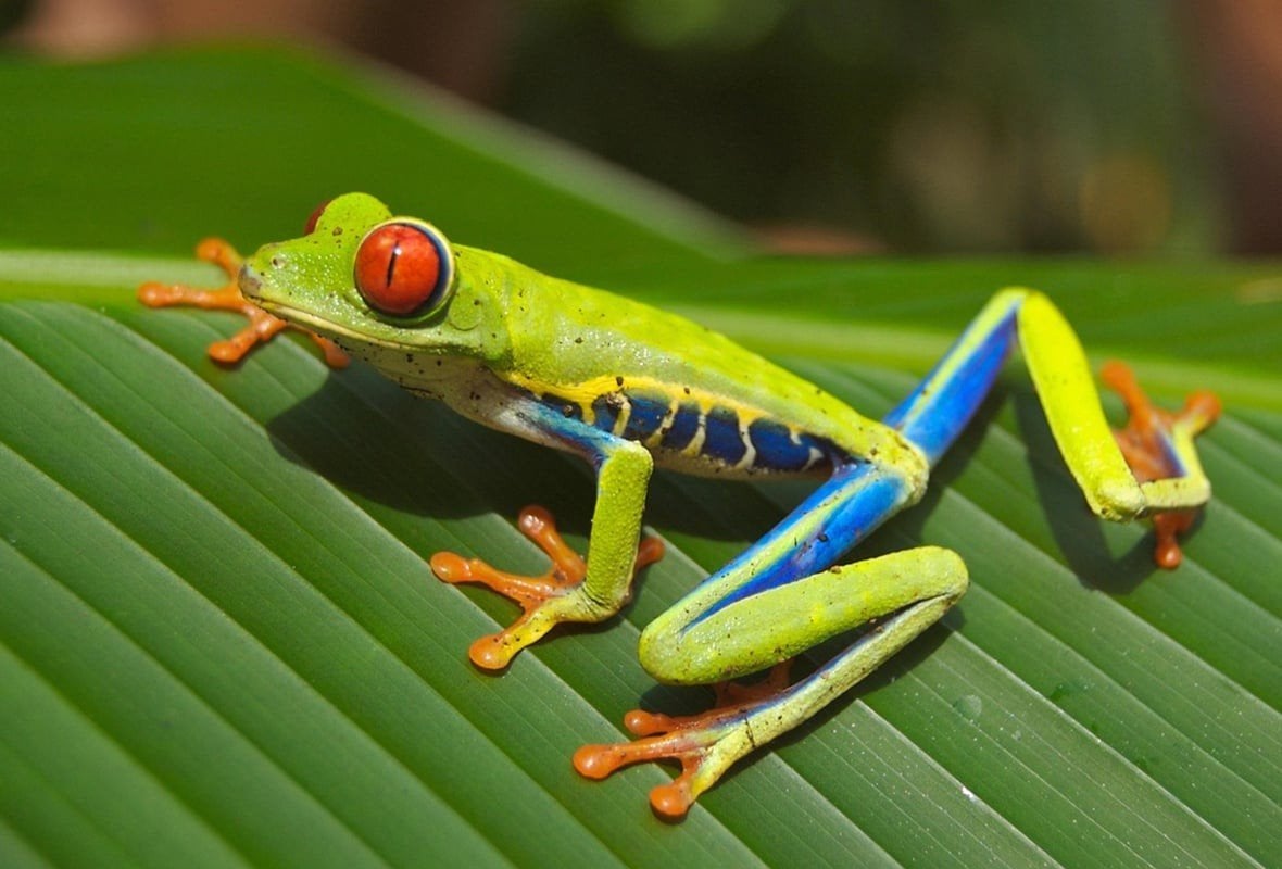 Roodoogmakikikker 3 stuks Frog - unknown for sale from Hans