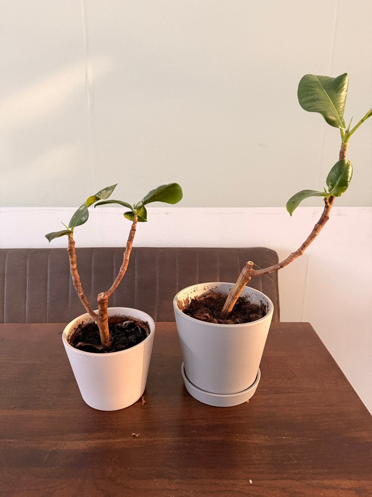 Twee Ficus stekjes in pot, Huis en Inrichting, Kamerplanten, Ophalen, Ficus, Halfschaduw, In pot