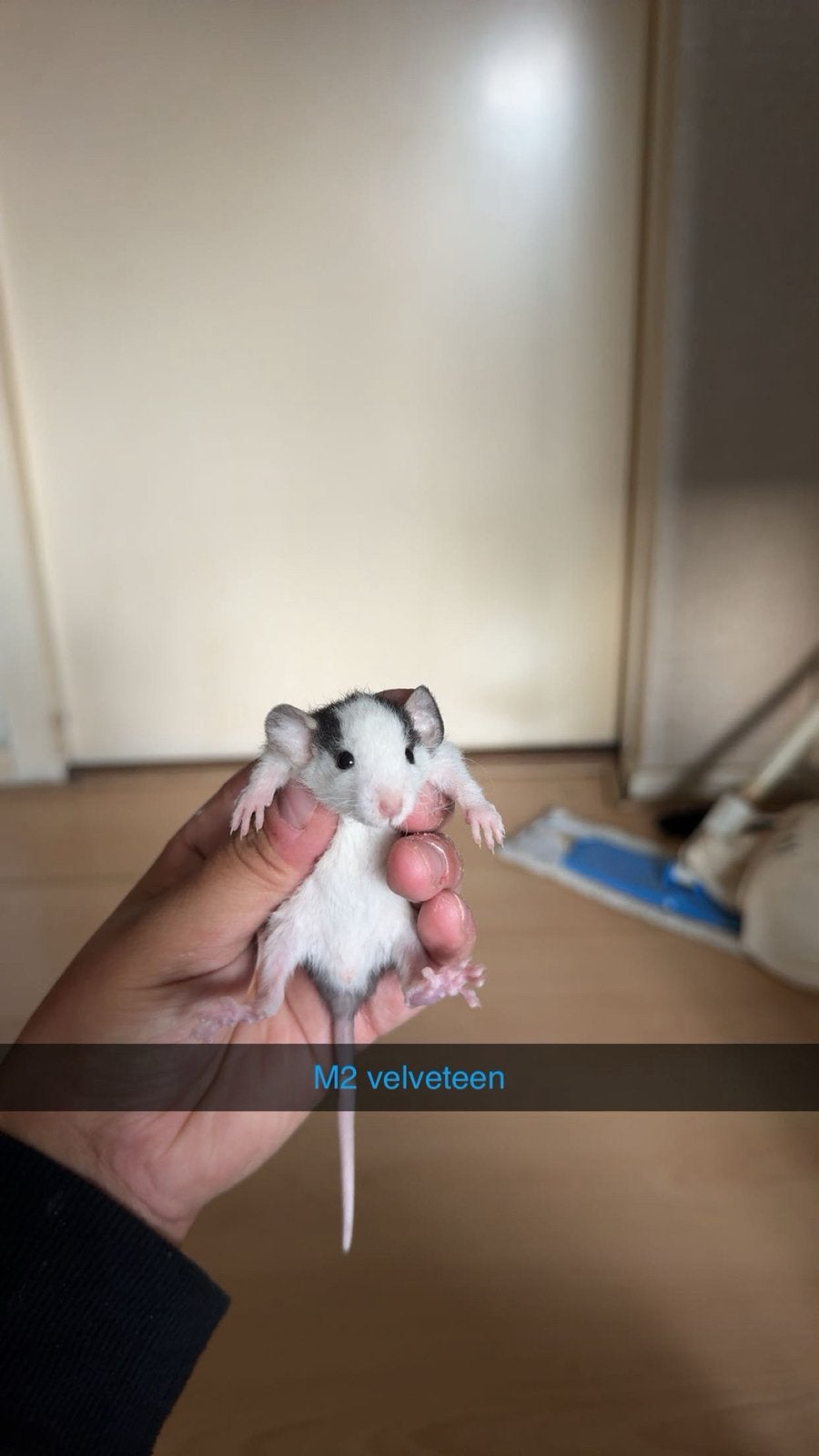 Rittens reserveren💙 nog 2 mannetjes, Dieren en Toebehoren, Rat, Juli, Meerdere dieren, Tam