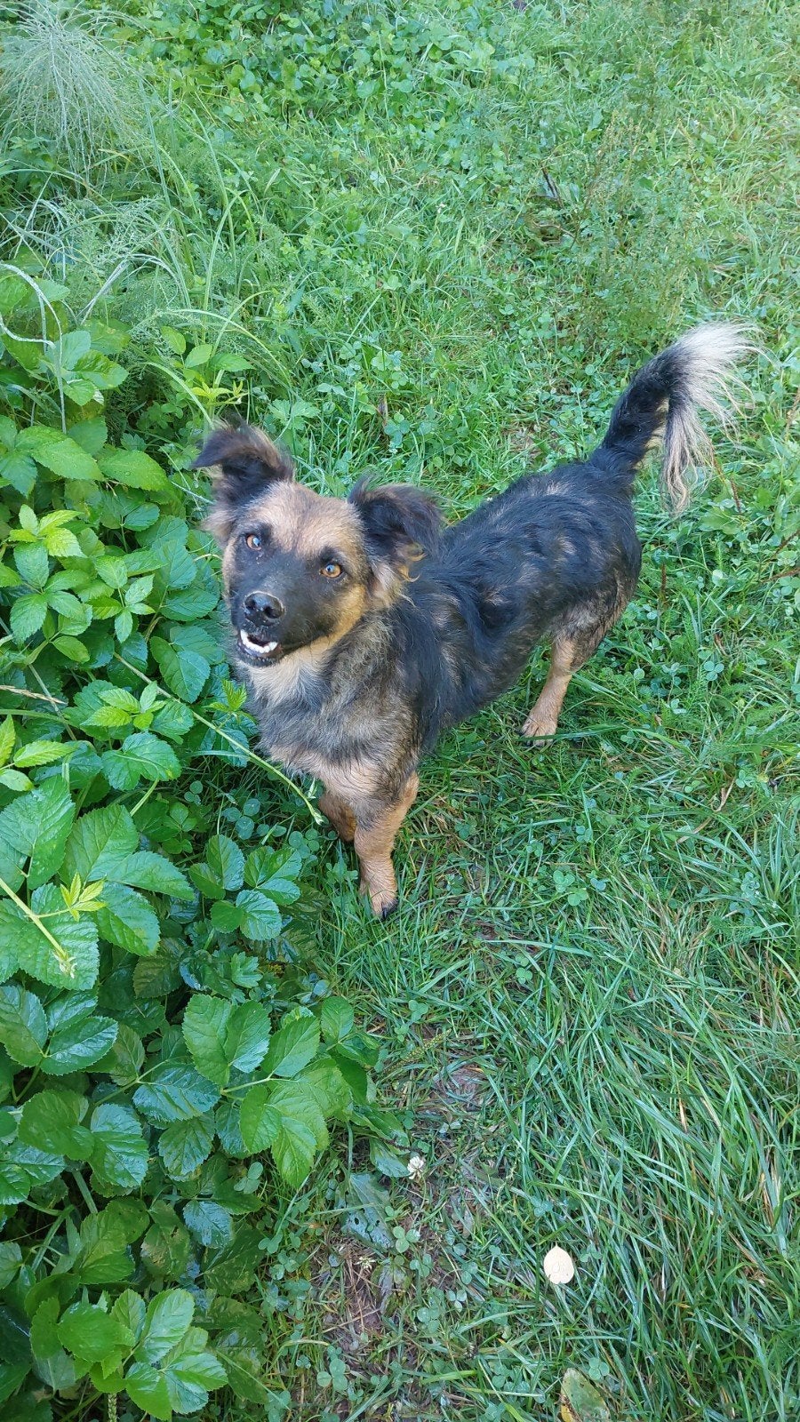 Romy zoekt een lief baasje!, Dieren en Toebehoren, Handelaar, 1 tot 2 jaar, Buitenland, Teef
