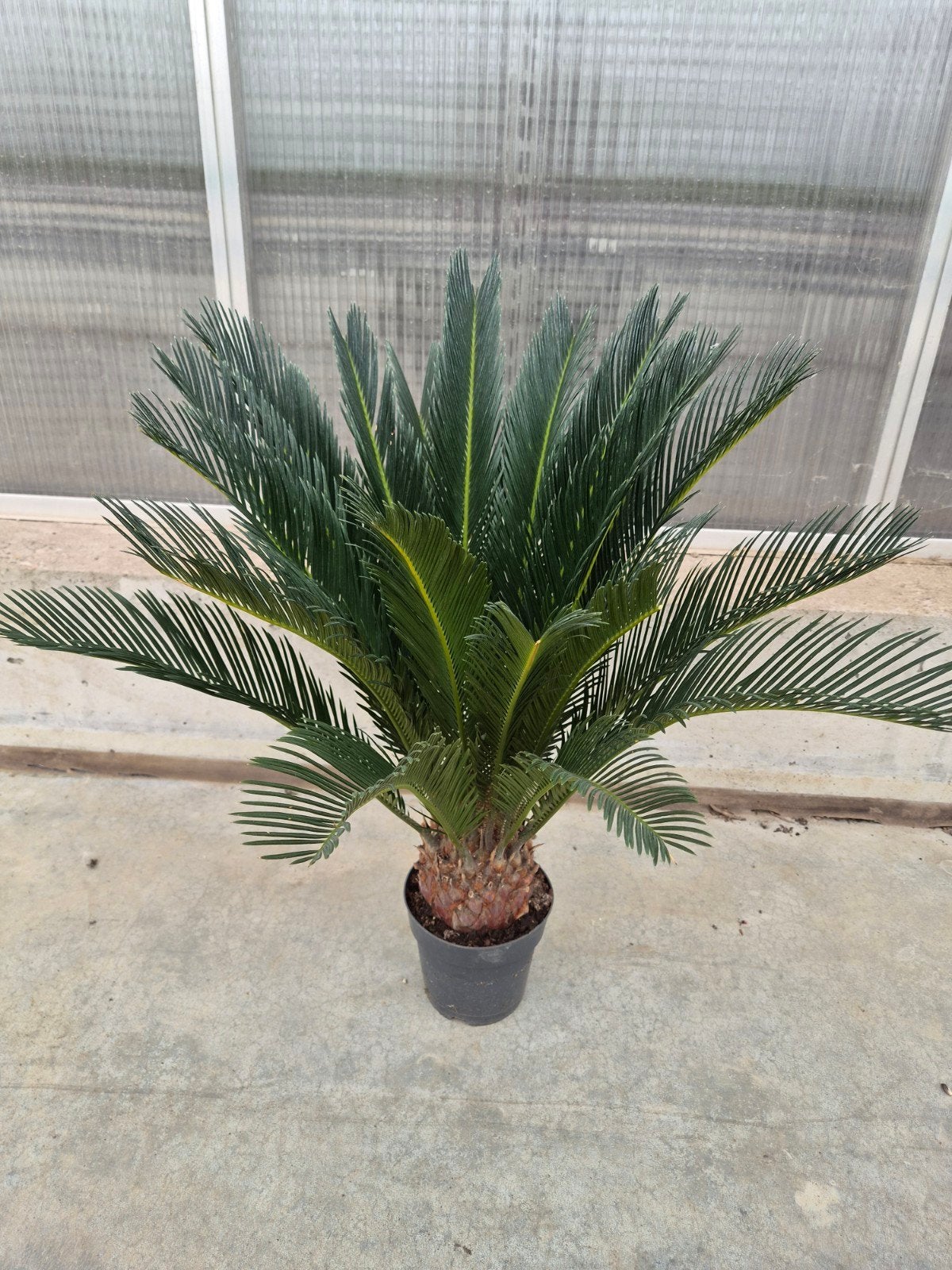 Cycas revoluta (vredespalm), Ophalen of Verzenden, Overige soorten, Volle zon