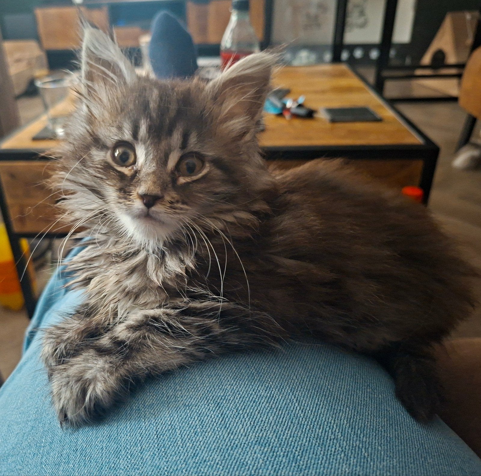 Russische Maine coon katertje, Kater, Gechipt