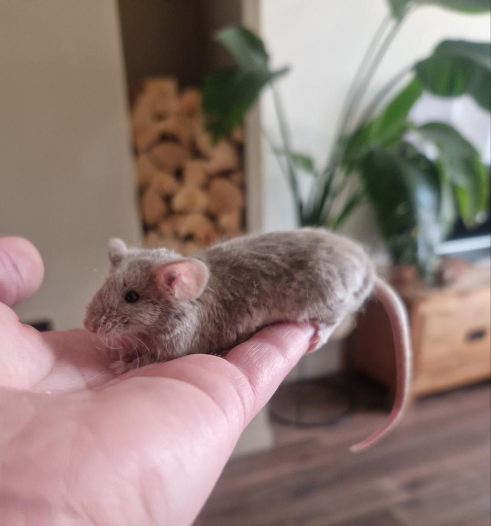 Prachtige chinchilla duifgrijs man matte kleurmuis egaal, Dieren en Toebehoren, Knaagdieren, Februari, Muis, Mannelijk, Tam