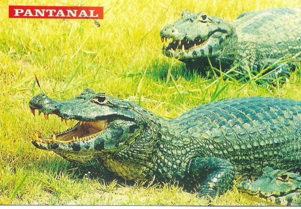 Dieren- -Krokodillen., Verzamelen, Ophalen of Verzenden, 1980 tot heden, Gelopen, Reptiel