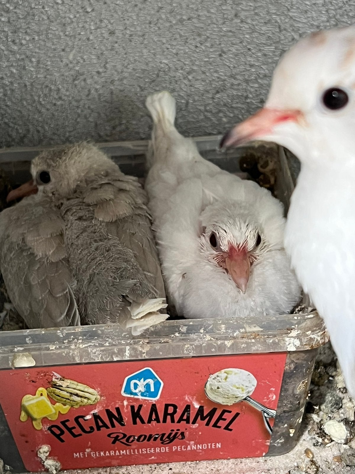 Tortelduifjes ( koppeltje), Dieren en Toebehoren, Meerdere dieren, Overige soorten