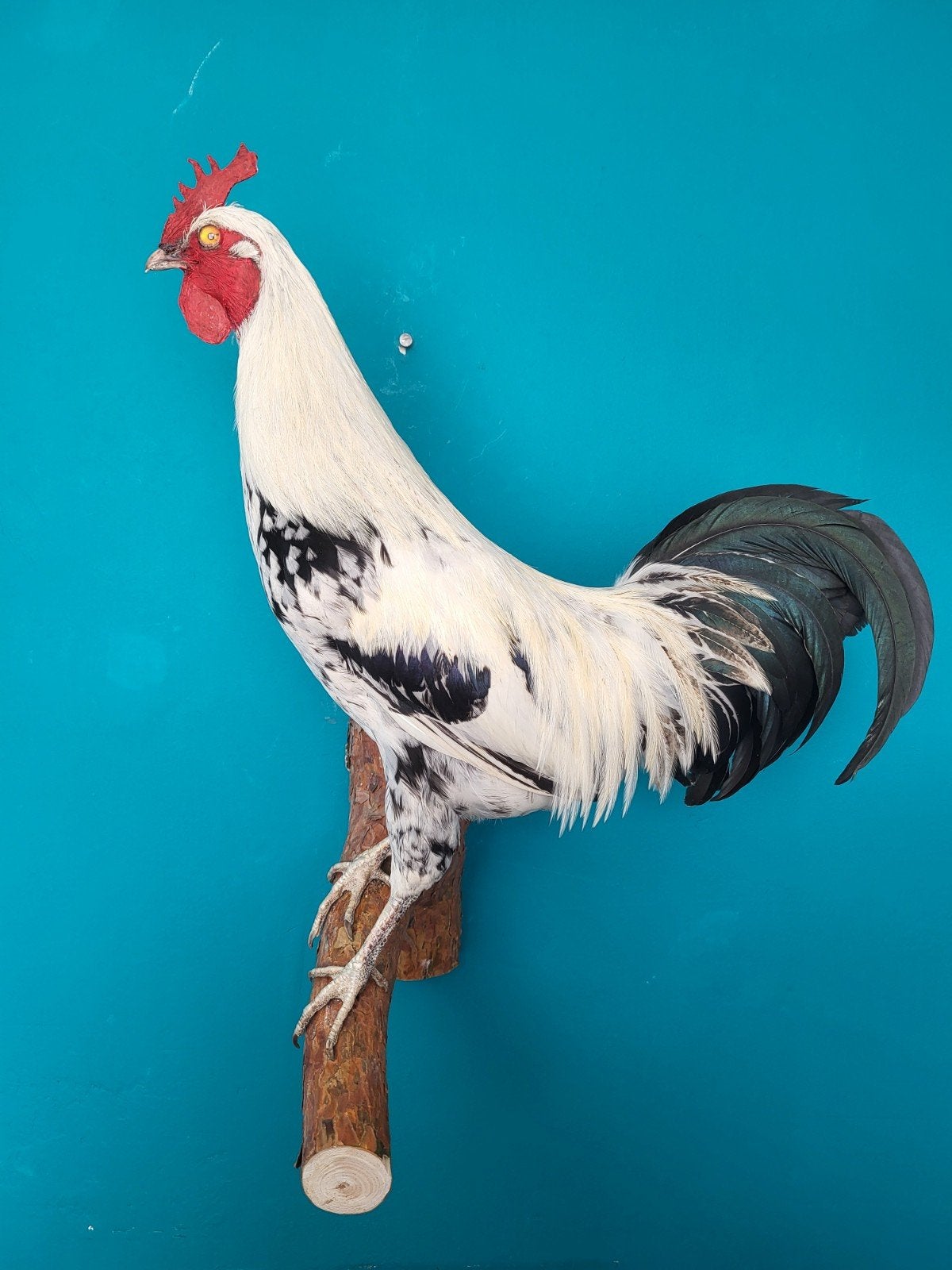 Een prachtige opgezette haan om op te hangen!, Verzamelen, Dierenverzamelingen, Ophalen, Nieuw, Boerderijdier, Opgezet dier