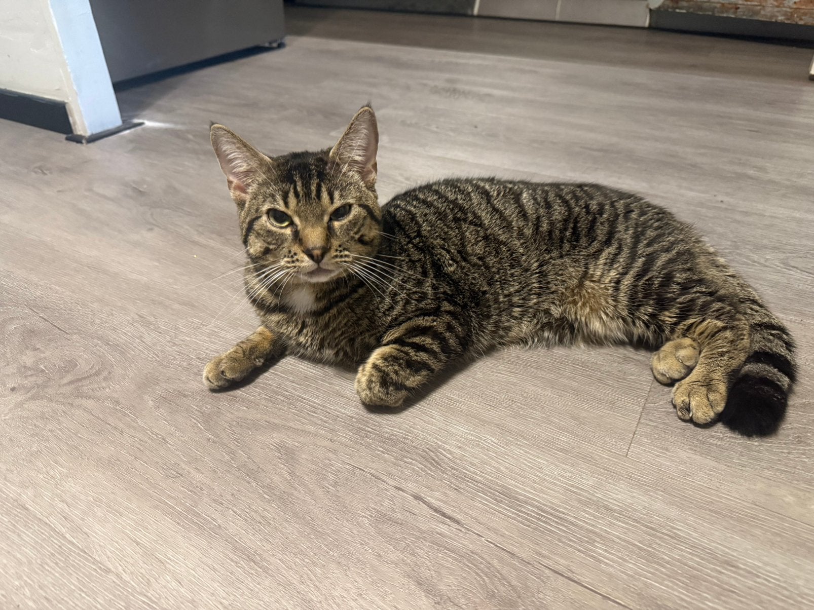 Kortharige Europese kat (cypers/gestreept), Poes, 0 tot 2 jaar