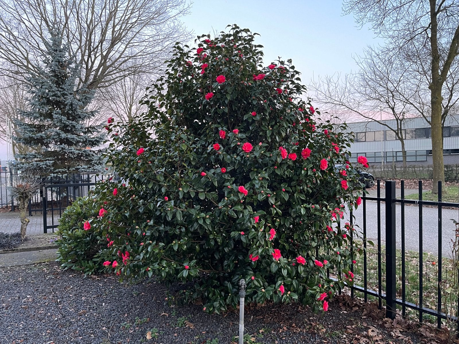 Grote Camelia struik - zelf uitgraven, Volle zon, Vaste plant, Lente, Ophalen