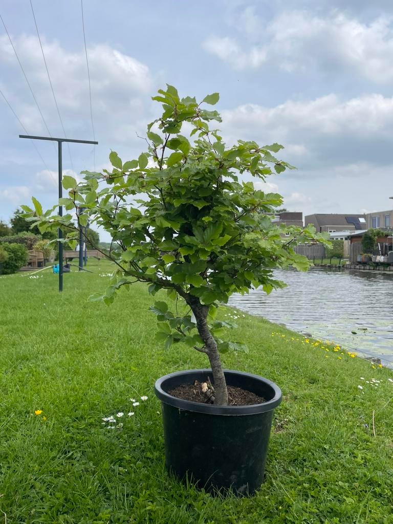 Bonsai beuk (fagus sylvatica), Ophalen, Bloeit niet, Halfschaduw, Overige soorten