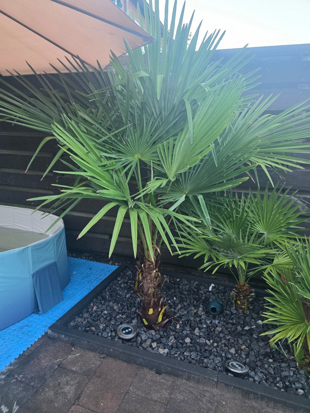 Palmboom, Overige soorten, Volle zon, Vaste plant, Ophalen of Verzenden