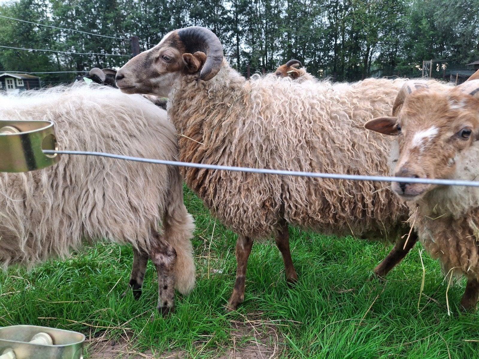 Drents heideschaap Jonge ram, Mannelijk, Schaap