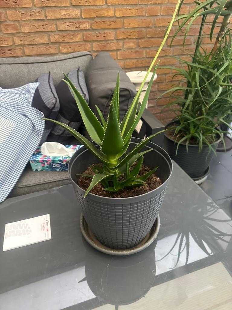Aloe, Ophalen, Overige soorten, Volle zon