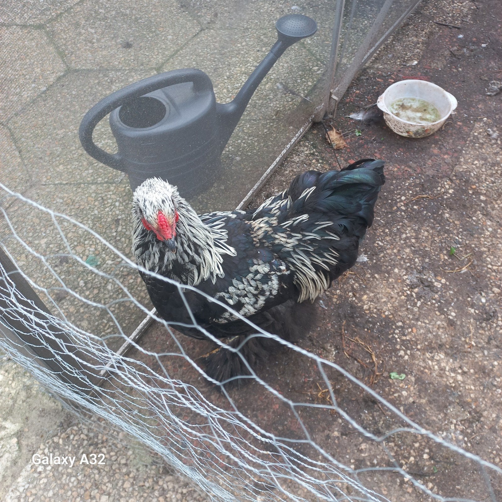 Brahma haan te koop, Dieren en Toebehoren, Mannelijk, Kip