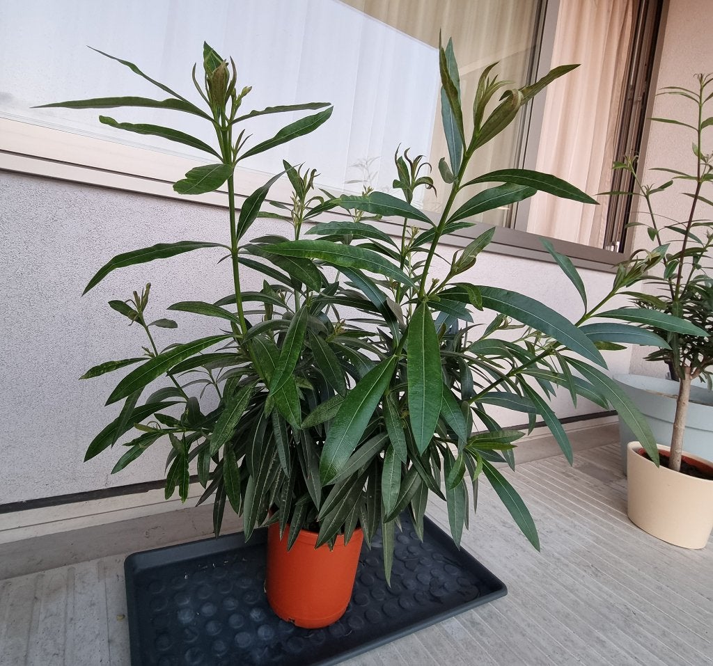 Witte Nerium Oleander ca. 80 cm, Ophalen, Vaste plant, Overige soorten, Volle zon