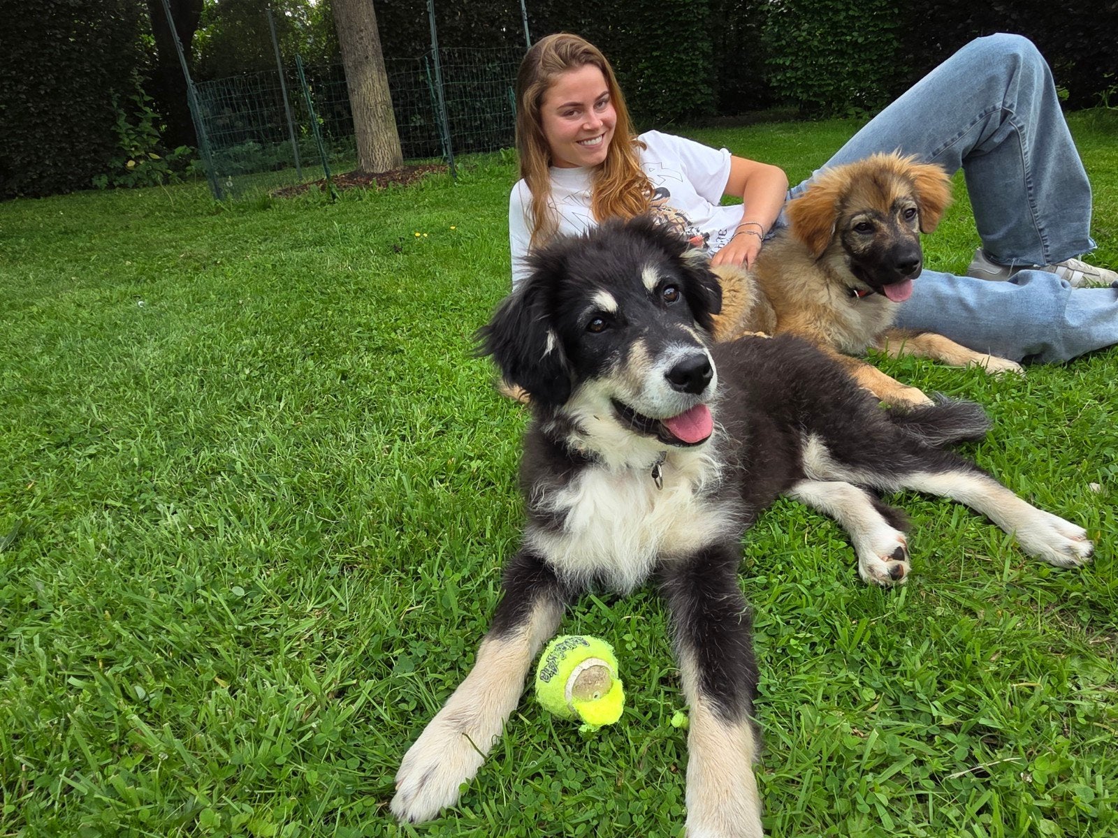 Teddy 5 mnd lieve trouwe pup leert snel stichting sphoek, Dieren en Toebehoren, Honden | Niet-rashonden, Parvo, Particulier, 15 weken tot 1 jaar