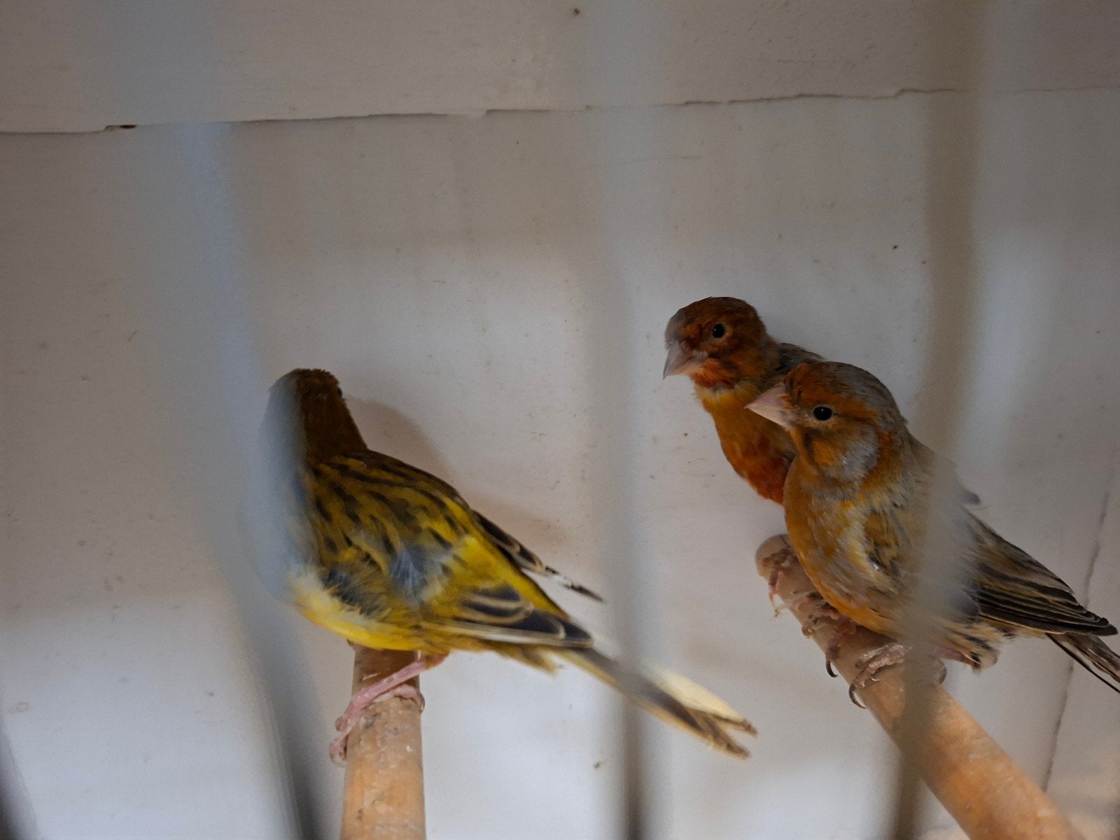 jonge vogels, Dieren en Toebehoren, Vogels | Kanaries, Mannelijk, Kleurkanarie