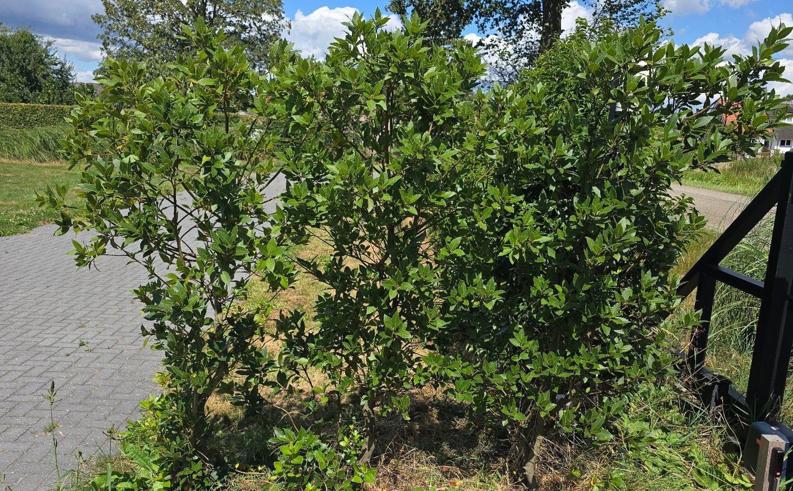3 Laurus nobilis - Echte laurier voor tuin en keuken, Tuin en Terras, Ophalen, Volle zon, Vaste plant, Kruiden