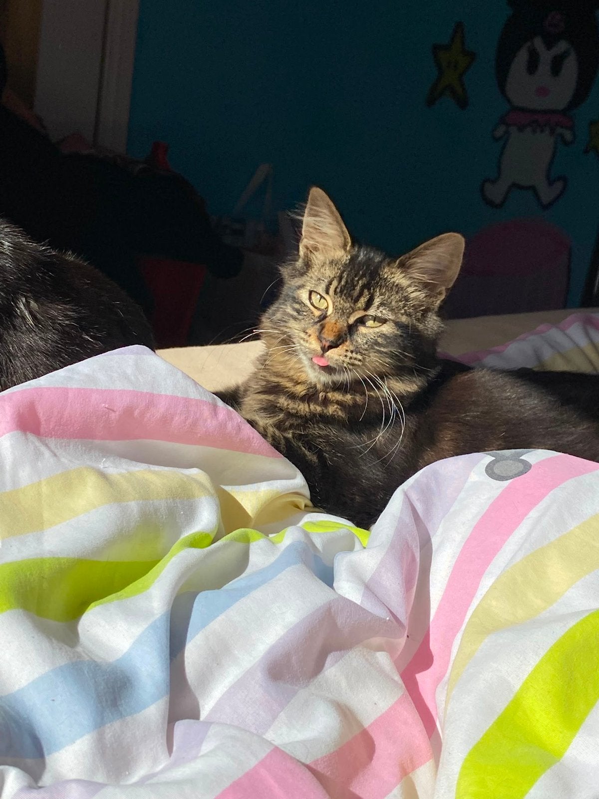 Kittens, Dieren en Toebehoren, Meerdere dieren, 0 tot 2 jaar