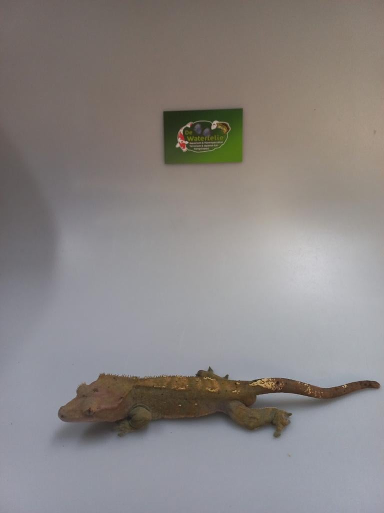Wimpergekko man, Ophalen, De Waterlelie, Info@de-waterlelie.nl, 7547 AJ