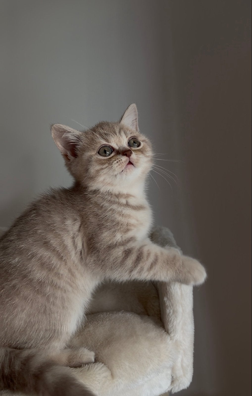 Britse korthaar poesje - beige kitten, Dieren en Toebehoren, Poes, Kortharig, 0 tot 2 jaar