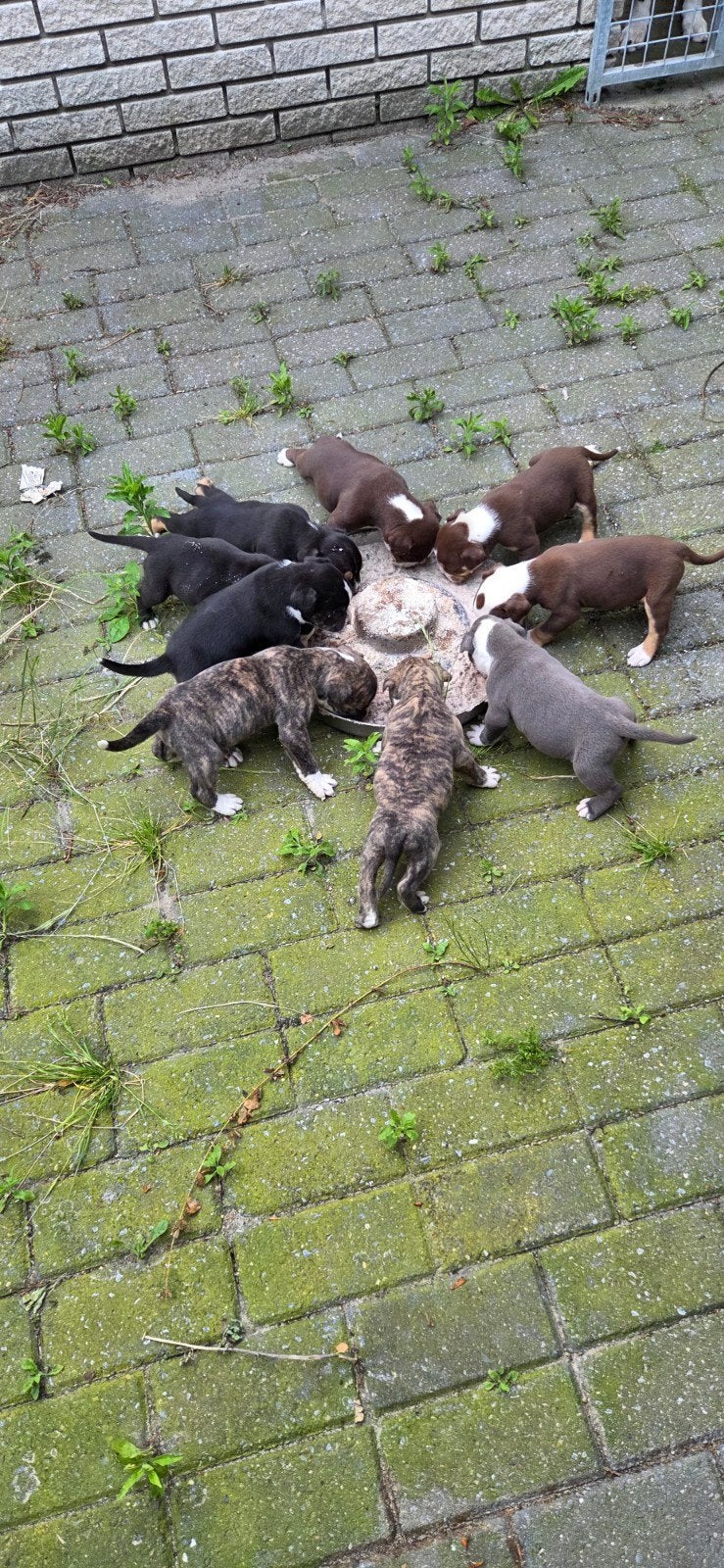 Old english bulldog pups (gezonde type)te koop, 8 tot 15 weken, Parvo, Bulldog, Meerdere