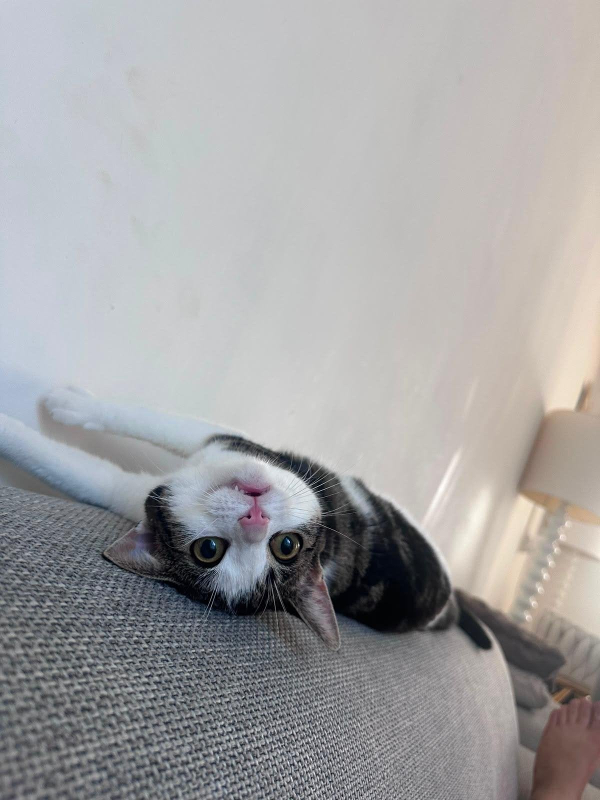 Lily 1 jaar zoekt fijn plekje, Dieren en Toebehoren, Katten en Kittens | Overige Katten, Poes, Kortharig, 0 tot 2 jaar