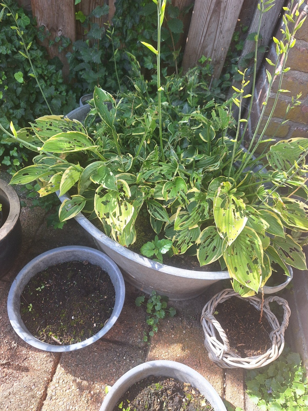 Grote Zinken teil inclusief Hosta plant, Vaste plant, Halfschaduw, Zomer, Ophalen
